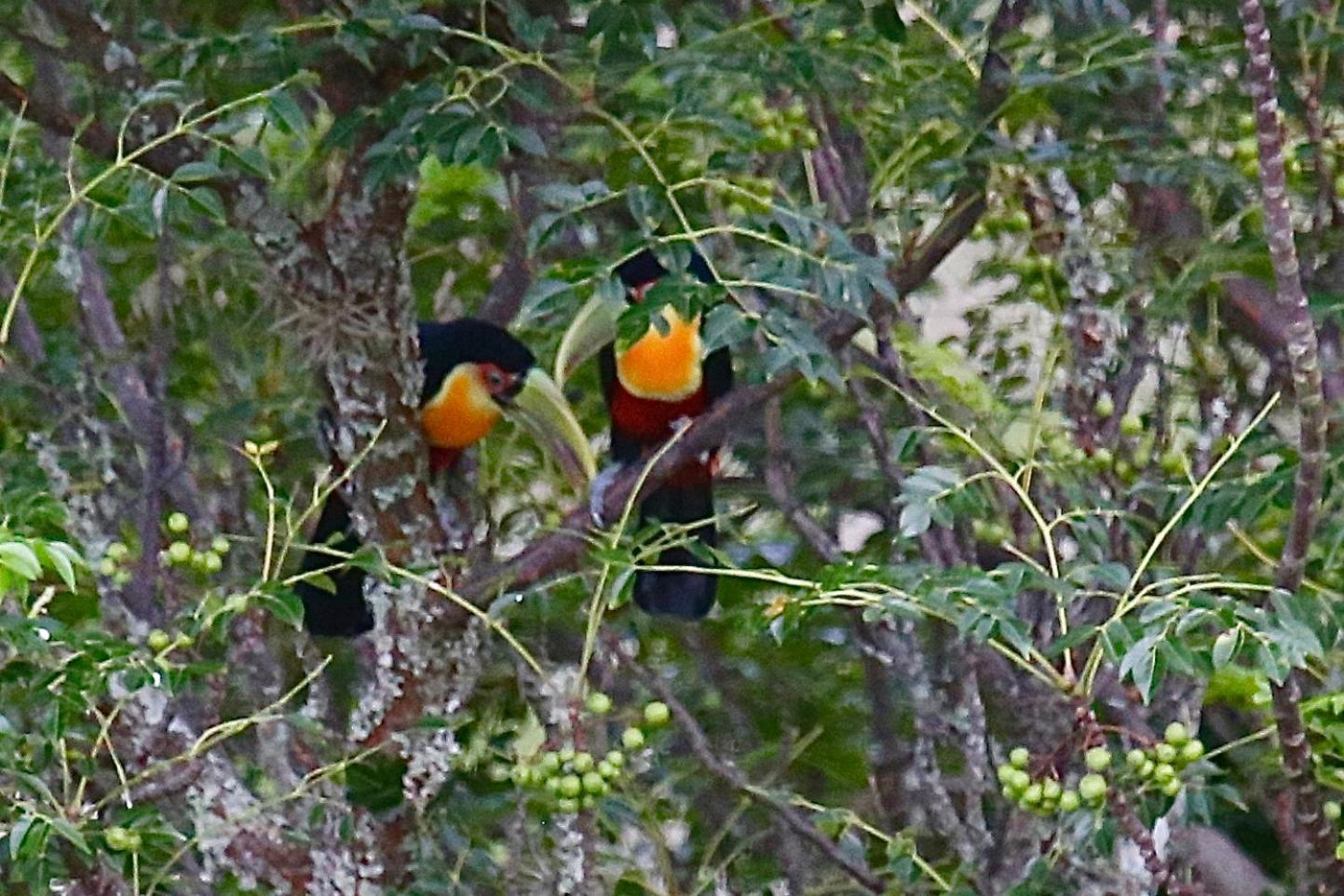 Pousada Terra Dos Passaros Sao Bento do Sapucai Luaran gambar